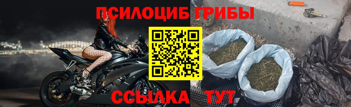 Галлюциногенные грибы Psilocybine cubensis Березники